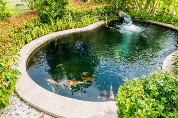 Création de bassin naturel de jardin à Néoules